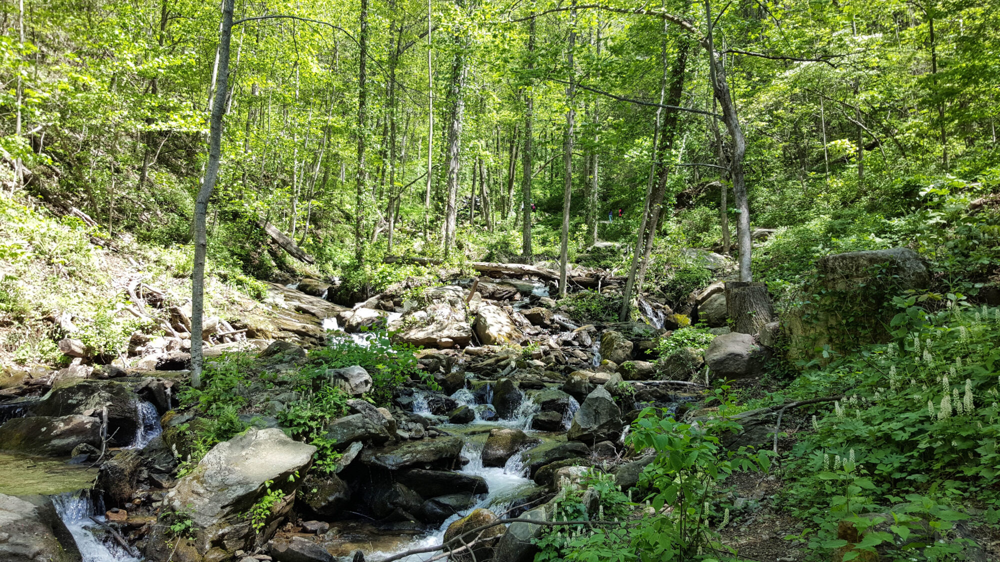 Little Amicalola Creek at the base of the falls