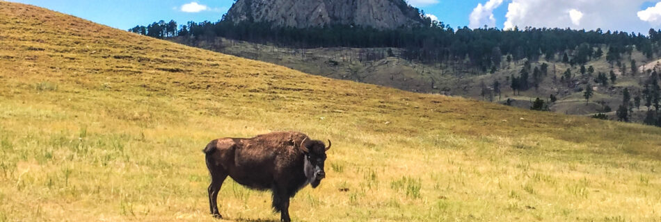 Bison grazing at Devil's Tower